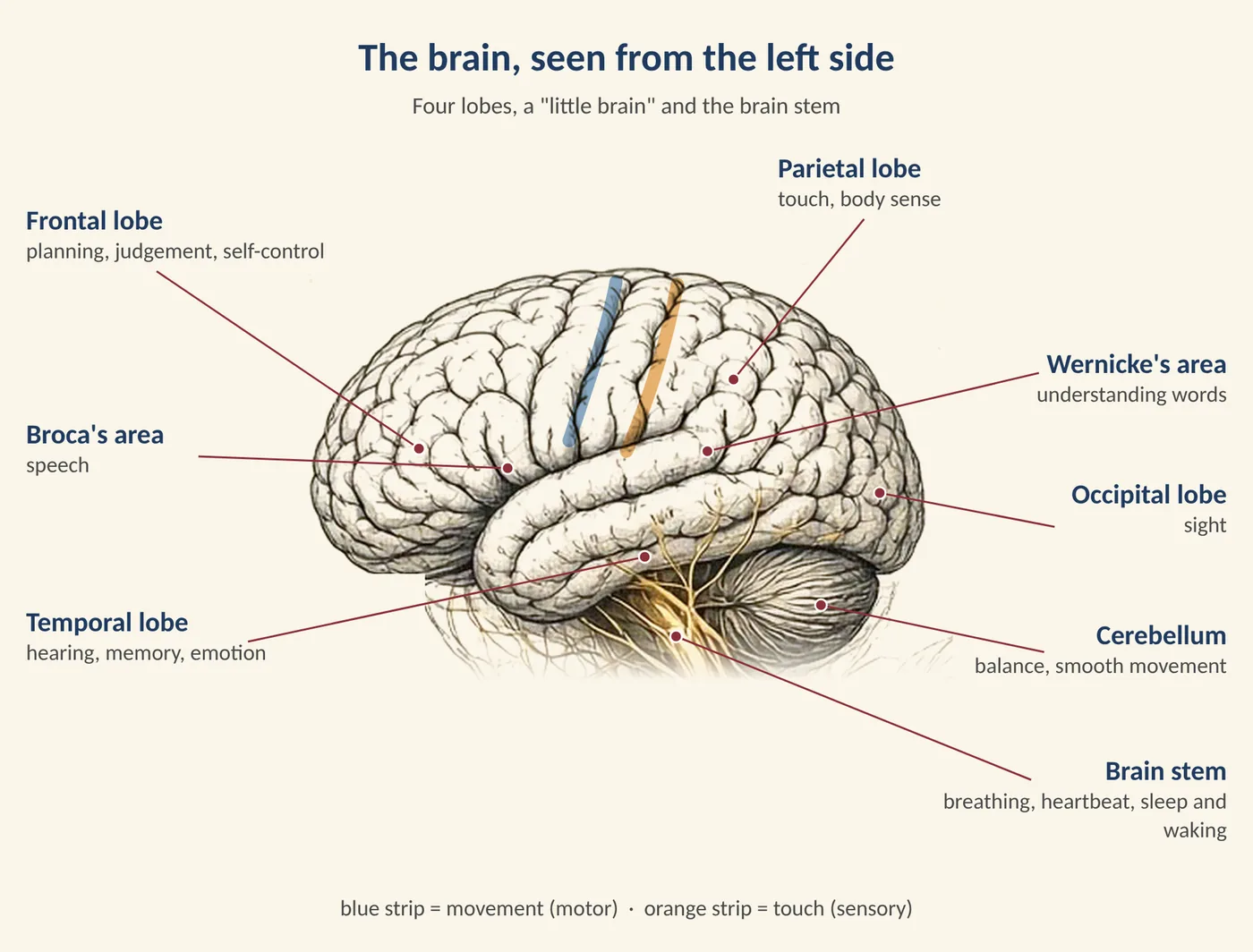 Figure 3.2 The lobes of the brain and what each is mainly responsible for. (Illustration created with AI tools.)